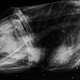 Illustration for article titled How the hell did this pelican survive after getting shot 110 times?